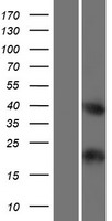C4orf51 Human Over-expression Lysate