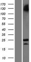 C3orf84 Human Over-expression Lysate