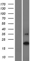 C16orf90 Human Over-expression Lysate