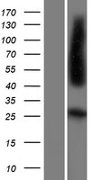 Folate Receptor 4 (IZUMO1R) Human Over-expression Lysate