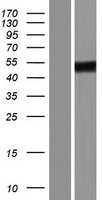 ZNF275 Human Over-expression Lysate
