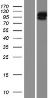 KIAA1751 (CFAP74) Human Over-expression Lysate