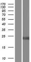 DBNDD1 Human Over-expression Lysate