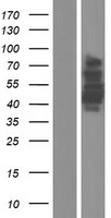 CRTC3 Human Over-expression Lysate