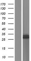 ATPAF1 Human Over-expression Lysate