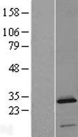 C2orf88 Human Over-expression Lysate