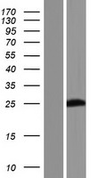 PABPC1L2A (PABPC1L2B) Human Over-expression Lysate