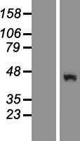RUFY2 Human Over-expression Lysate