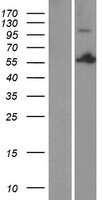 PSPC1 Human Over-expression Lysate