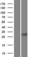 REC114 Human Over-expression Lysate