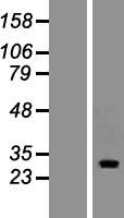 FAM110A Human Over-expression Lysate