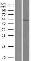 ZNF557 Human Over-expression Lysate