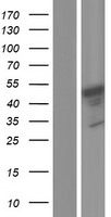 ALS2CR4 (TMEM237) Human Over-expression Lysate