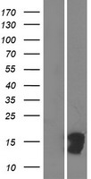 CTXN3 Human Over-expression Lysate