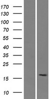 SMIM15 Human Over-expression Lysate