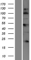BTBD17 Human Over-expression Lysate
