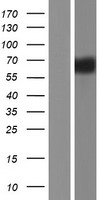 GPR108 Human Over-expression Lysate
