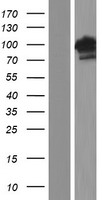 BEND3 Human Over-expression Lysate