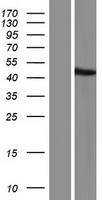 GTF2H2C Human Over-expression Lysate