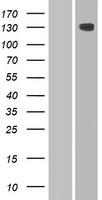 HEPHL1 Human Over-expression Lysate