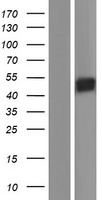 SIGLEC14 Human Over-expression Lysate