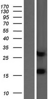 MIA40 (CHCHD4) Human Over-expression Lysate
