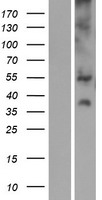 SLC17A3 Human Over-expression Lysate