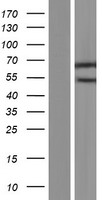 SMARCD2 Human Over-expression Lysate