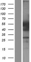 hnRNP F (HNRNPF) Human Over-expression Lysate