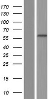 PRDM7 Human Over-expression Lysate