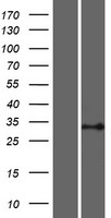 PSMB11 Human Over-expression Lysate