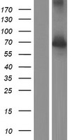 NXF2B Human Over-expression Lysate