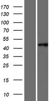 PTAR1 Human Over-expression Lysate