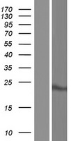 MTFR1L Human Over-expression Lysate