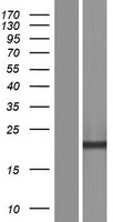 CSTP1 (CPPED1) Human Over-expression Lysate