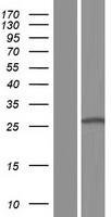 CLEC1B Human Over-expression Lysate