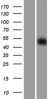SGCE Human Over-expression Lysate