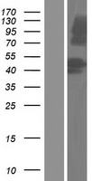 HEATR7A (MROH1) Human Over-expression Lysate
