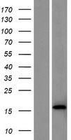 TIFAB Human Over-expression Lysate