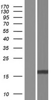 FAM72B Human Over-expression Lysate