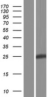 PID1 Human Over-expression Lysate