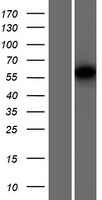 ELOA3BP Human Over-expression Lysate