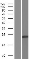 REX1BD Human Over-expression Lysate