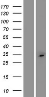 C2orf73 Human Over-expression Lysate