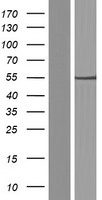 C7orf25 Human Over-expression Lysate