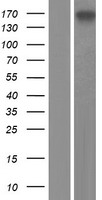 GIGYF2 Human Over-expression Lysate