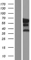 Epsin 2 (EPN2) Human Over-expression Lysate