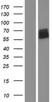 CEACAM20 Human Over-expression Lysate