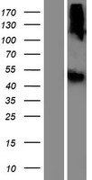 LIPN Human Over-expression Lysate
