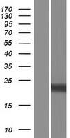 RGS8 Human Over-expression Lysate